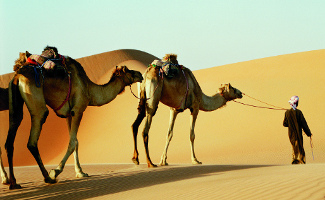 Camels